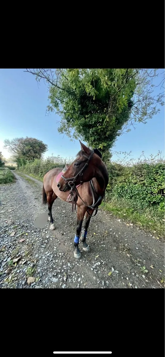 Horses - Image 2