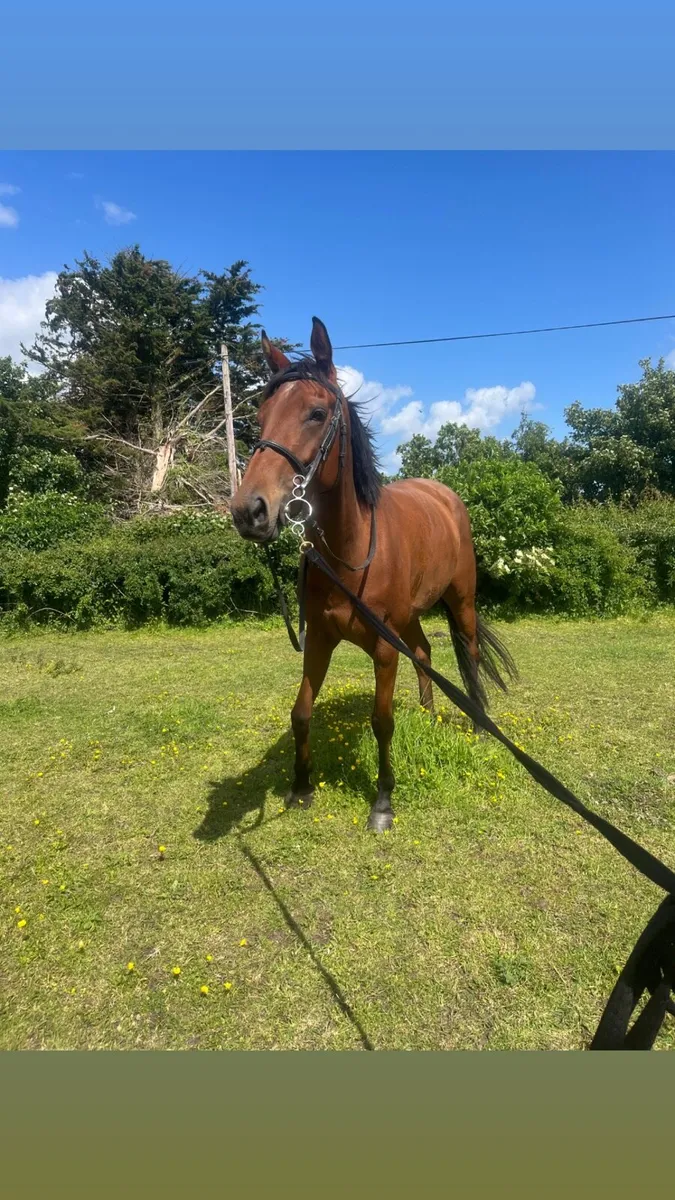 Horses - Image 4