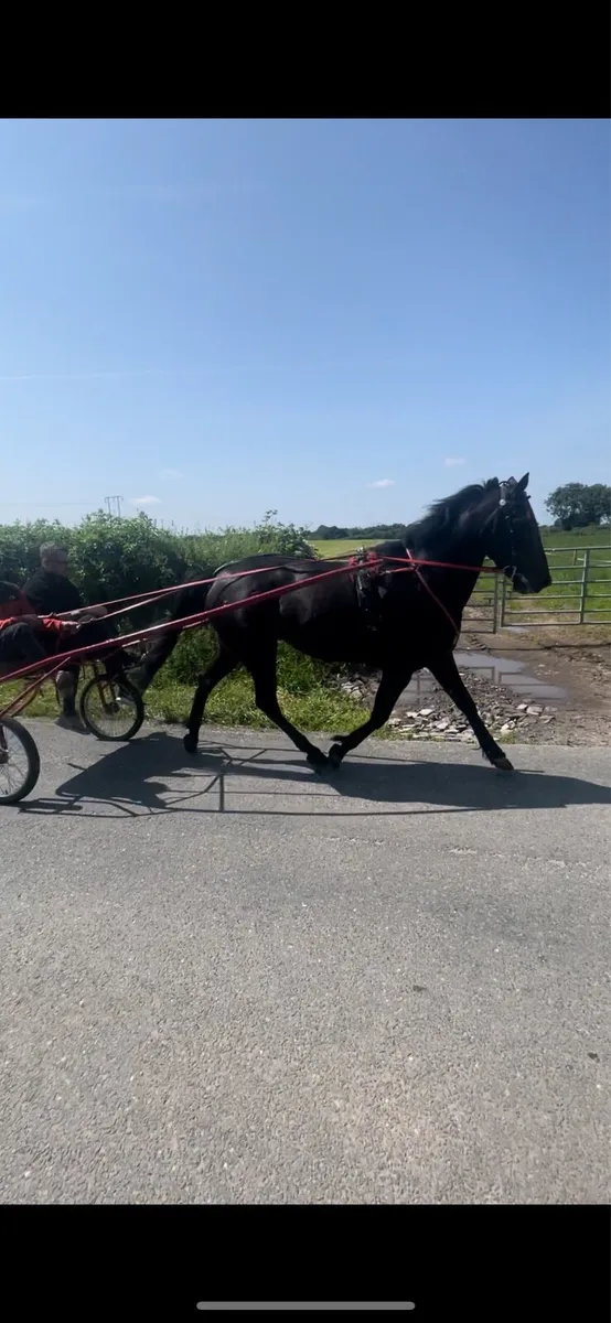 Driving filly - Image 1