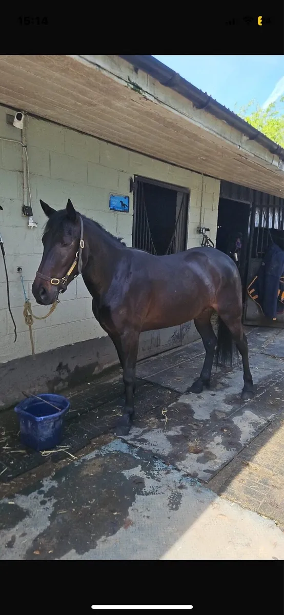 Driving filly - Image 3