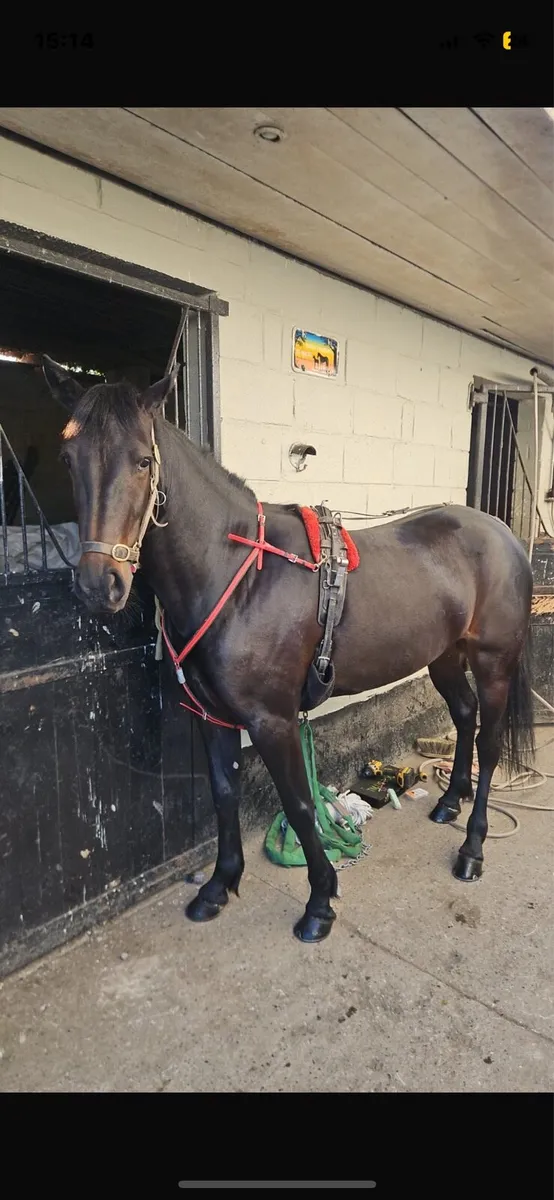 Driving filly - Image 4