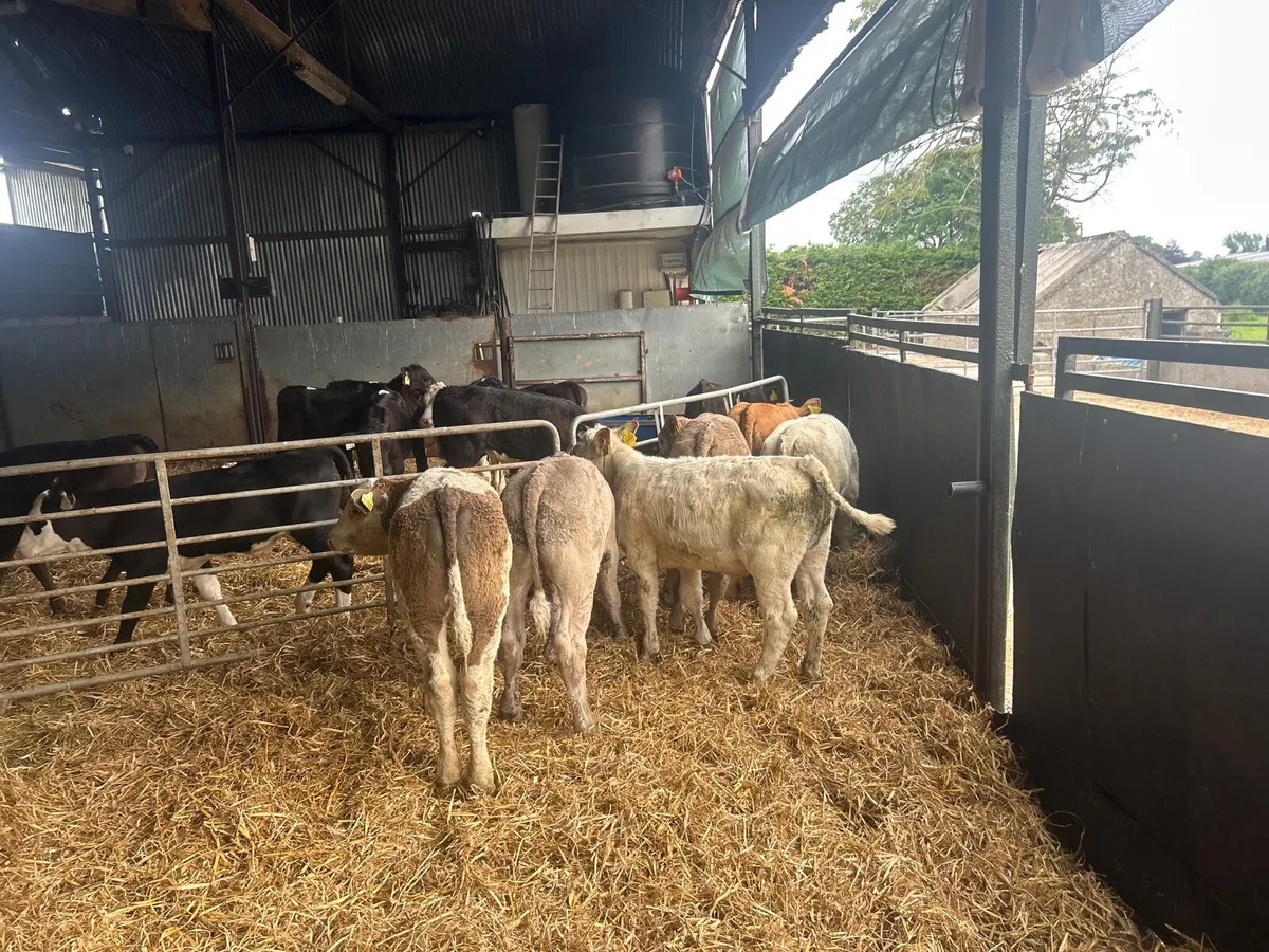 8 super  continental bull runners - Image 2