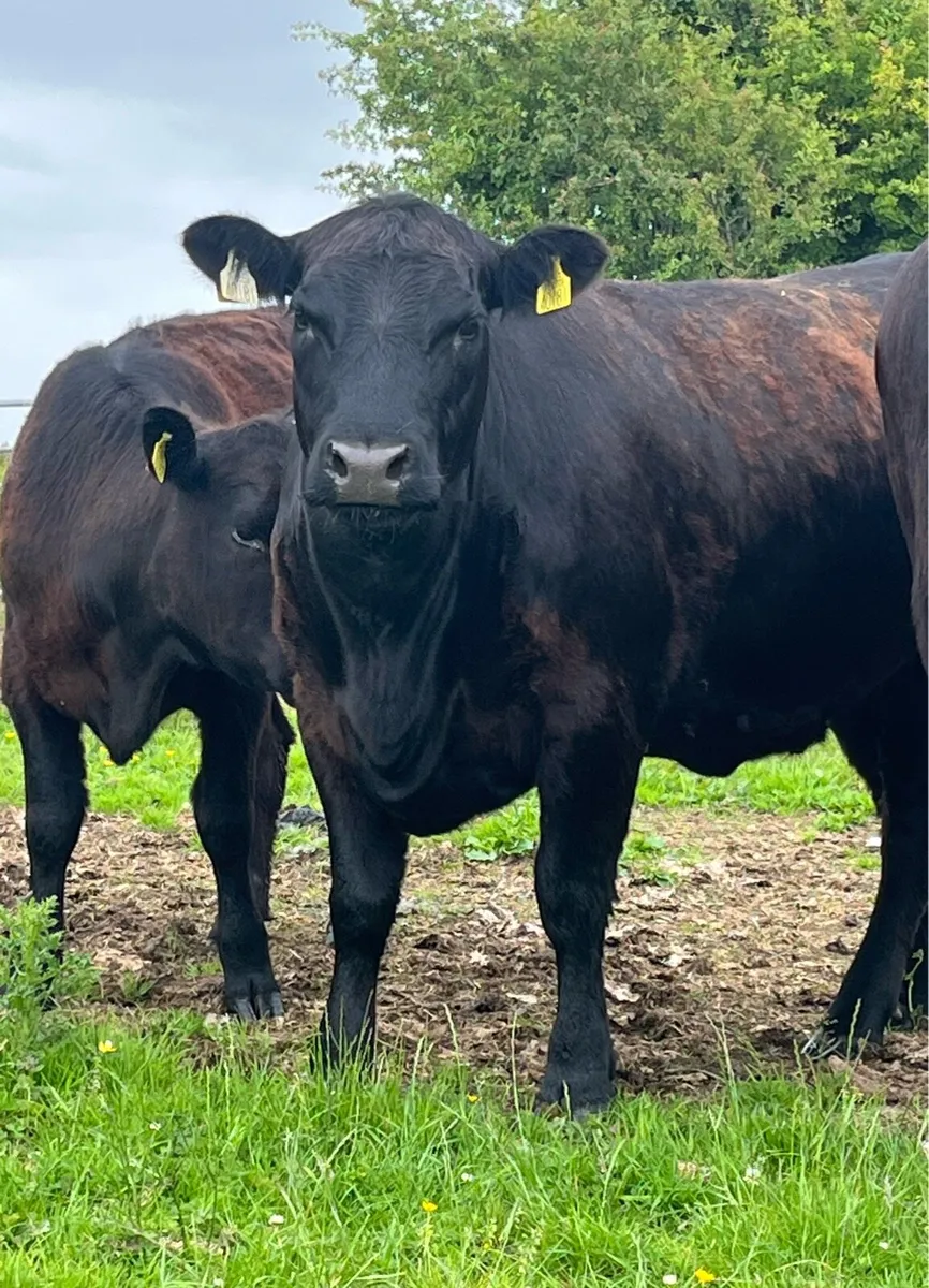 Purebred Registered Angus Heifers - Image 3