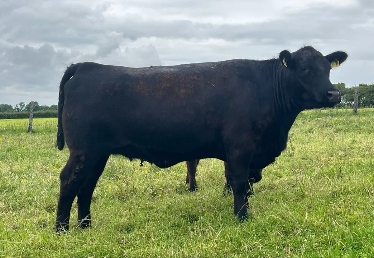 Purebred Registered Angus Heifers - Image 1