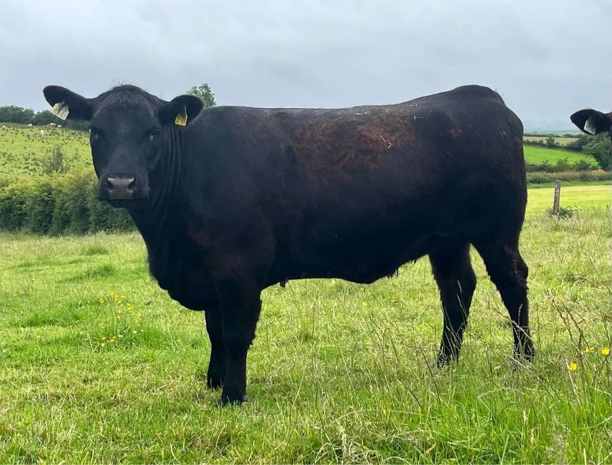 Purebred Registered Angus Heifers - Image 2