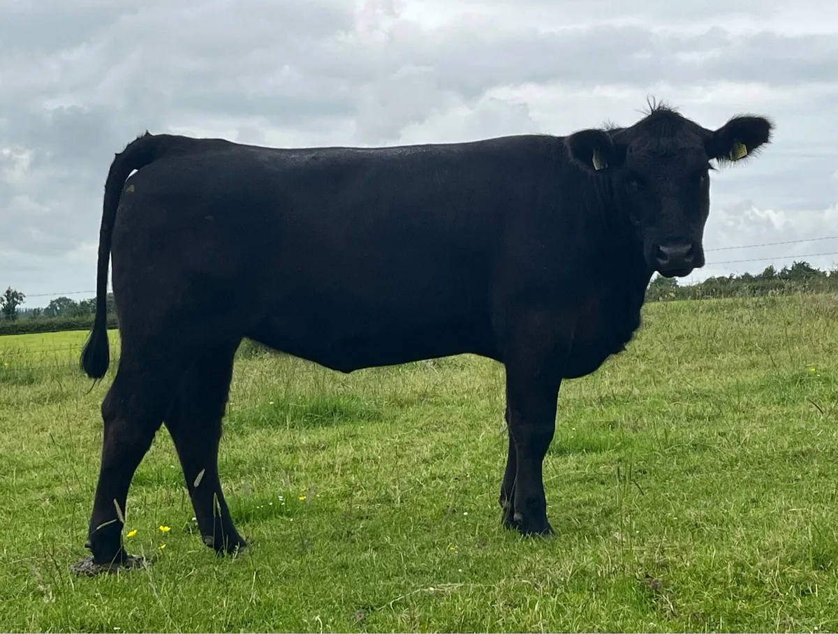 Purebred Registered Angus Heifers - Image 4
