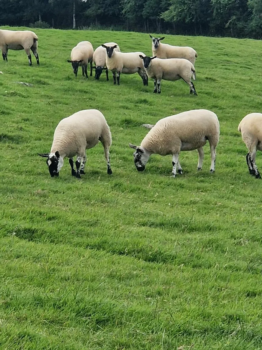 Ewe hoggets - Image 1