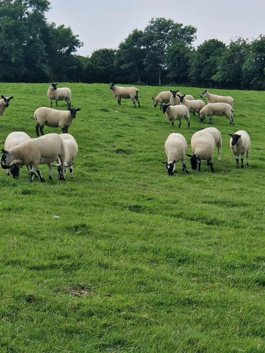 Ewe hoggets - Image 2
