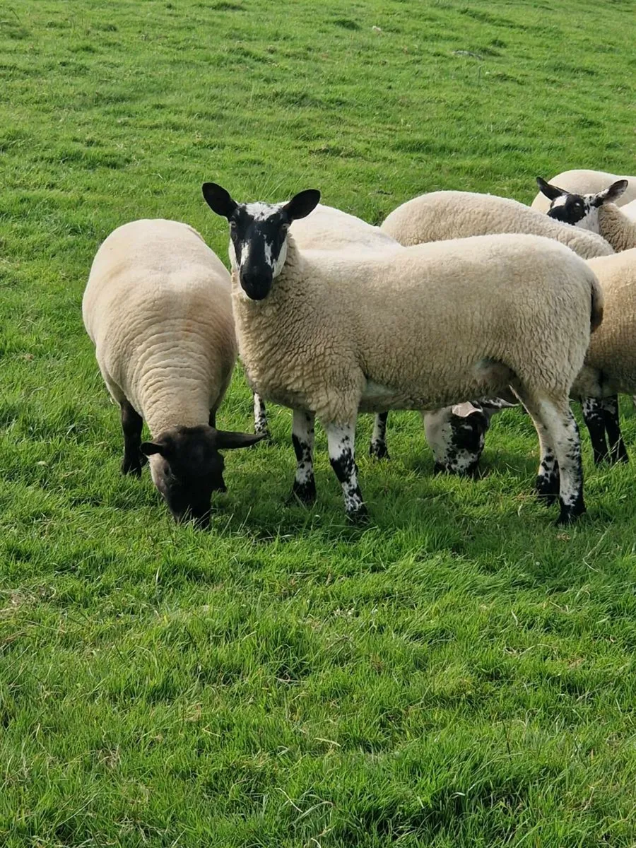 Ewe hoggets - Image 3
