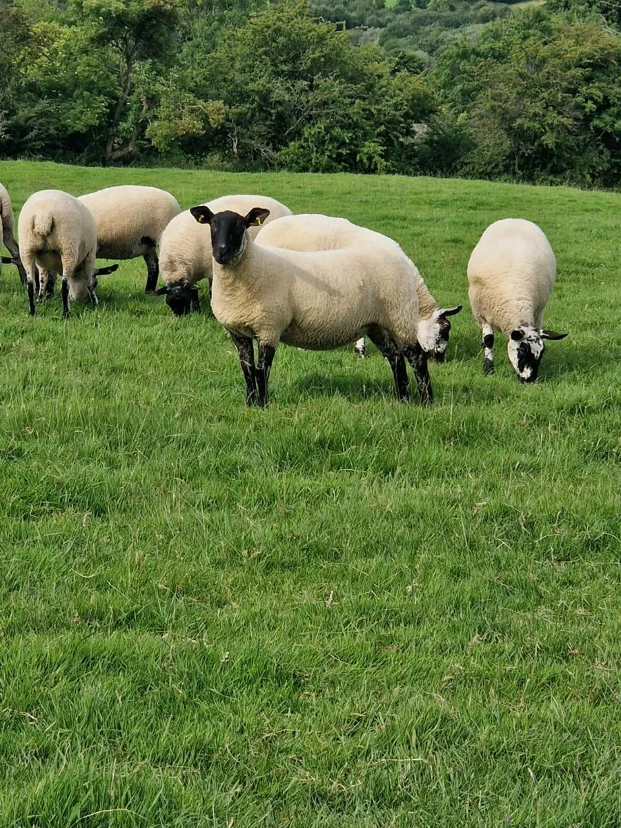 Ewe hoggets - Image 4