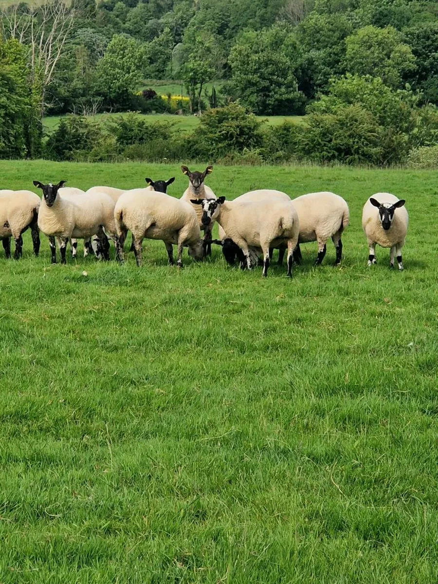 Ewe hoggets - Image 4