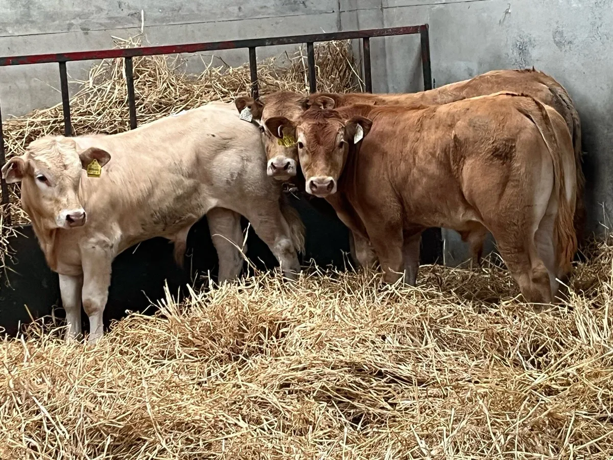 Serious U Grade 290Kg Bull Weanlings - Image 1