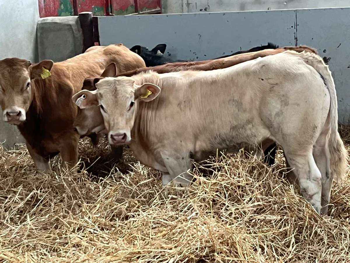 Serious U Grade 290Kg Bull Weanlings - Image 2