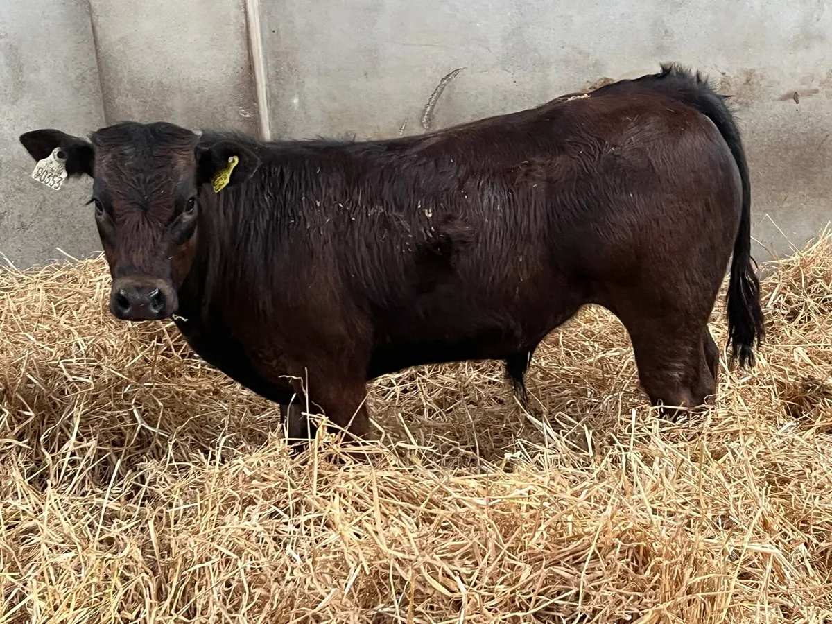Serious U Grade 290Kg Bull Weanlings - Image 3