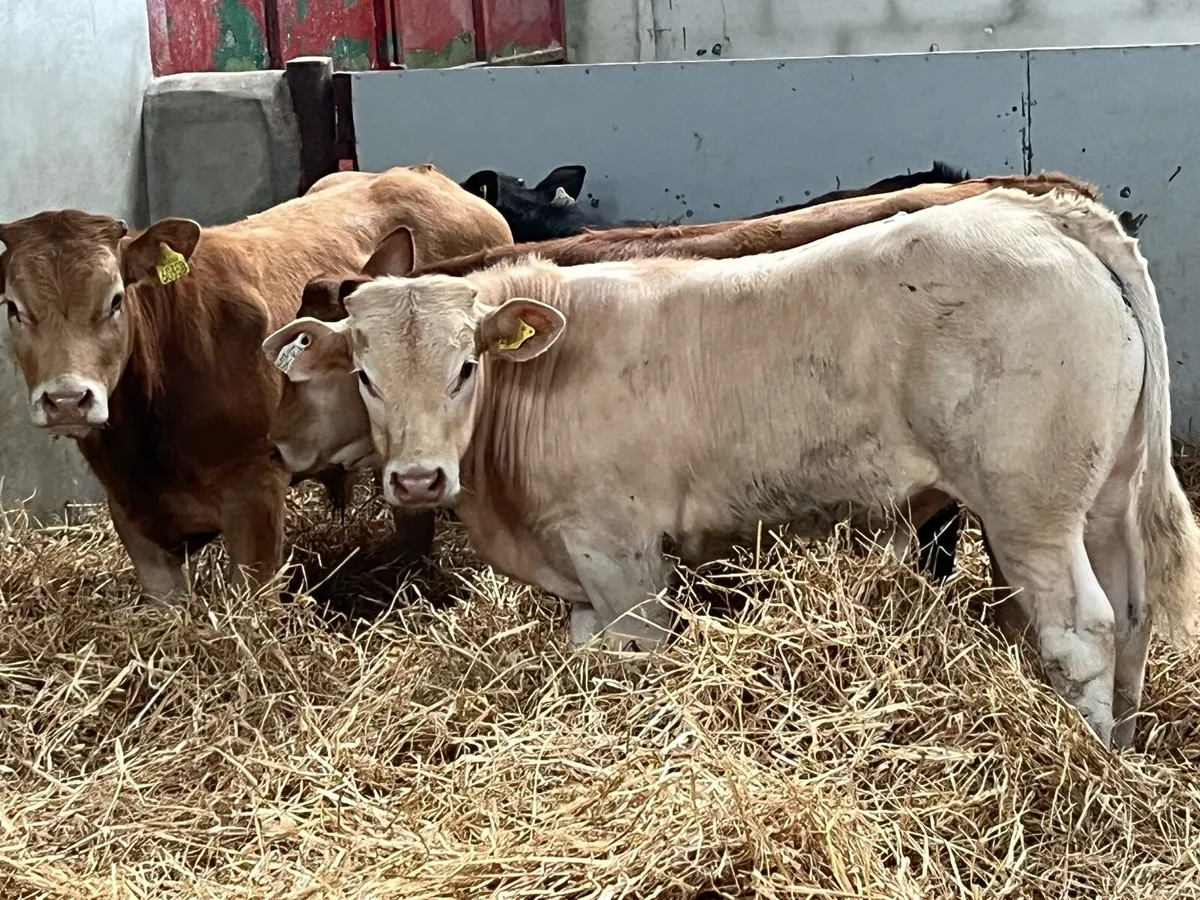 Serious U Grade 290Kg Bull Weanlings - Image 4