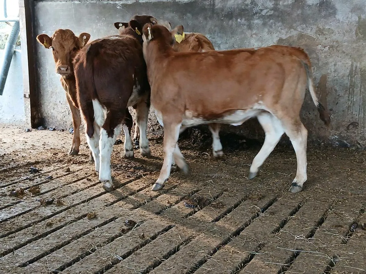 6 Super Limousin Weanlings - Image 2