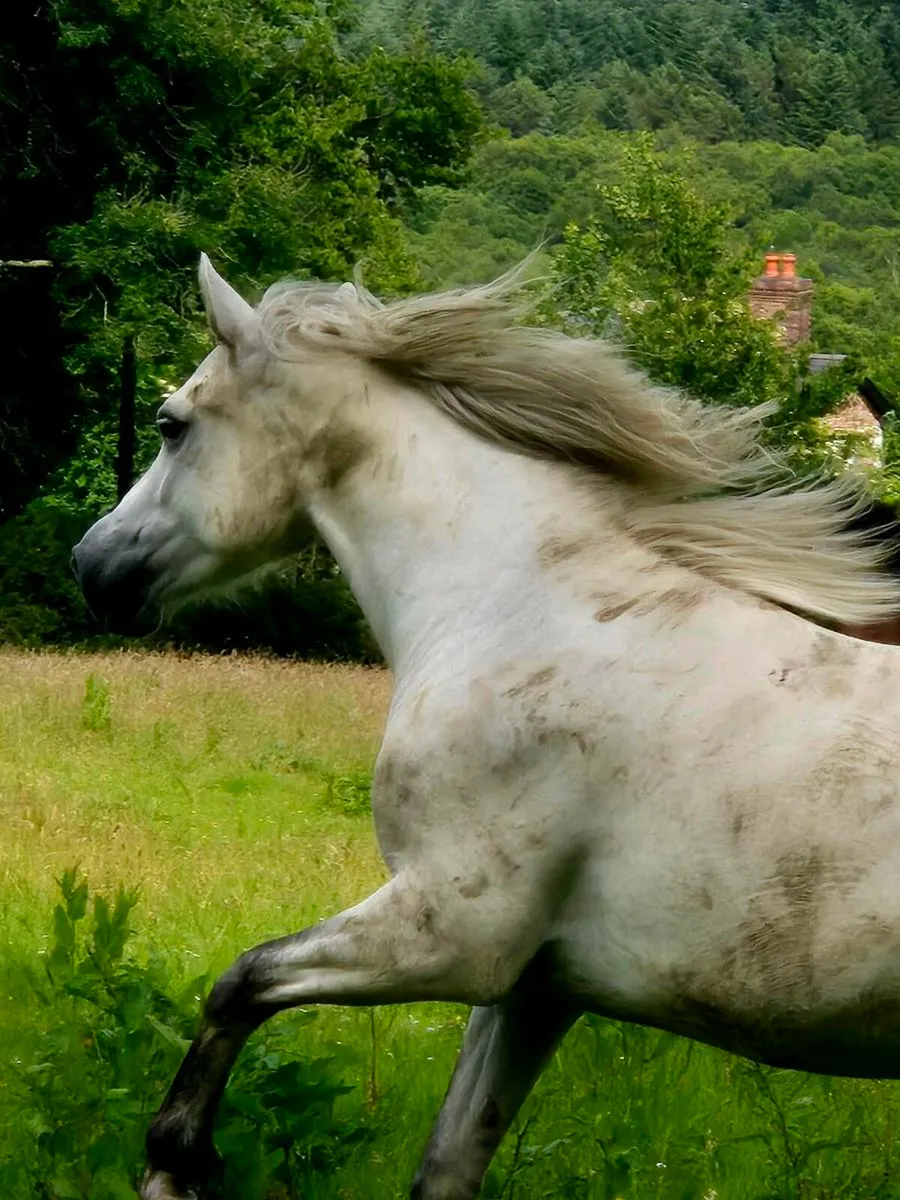 Connemara Ponies - Image 1
