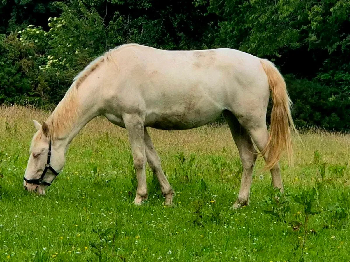 Connemara Ponies - Image 3