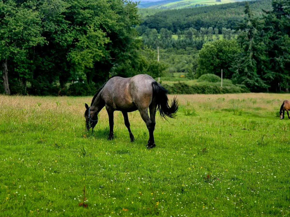 Connemara Ponies - Image 4