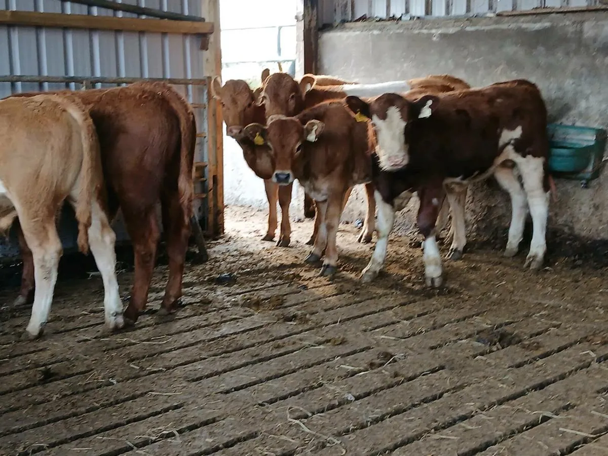 6 Super Limousin Weanlings - Image 3