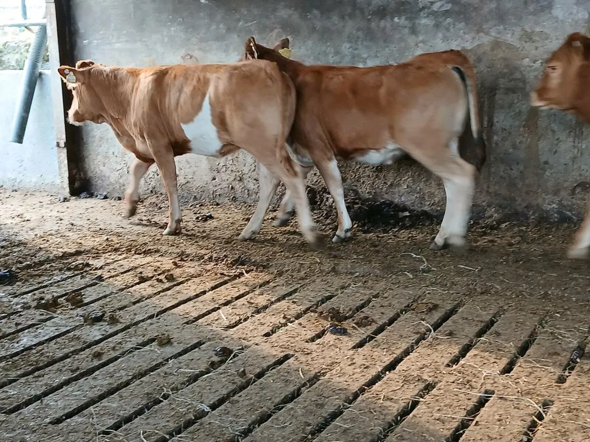 6 Super Limousin Weanlings - Image 4