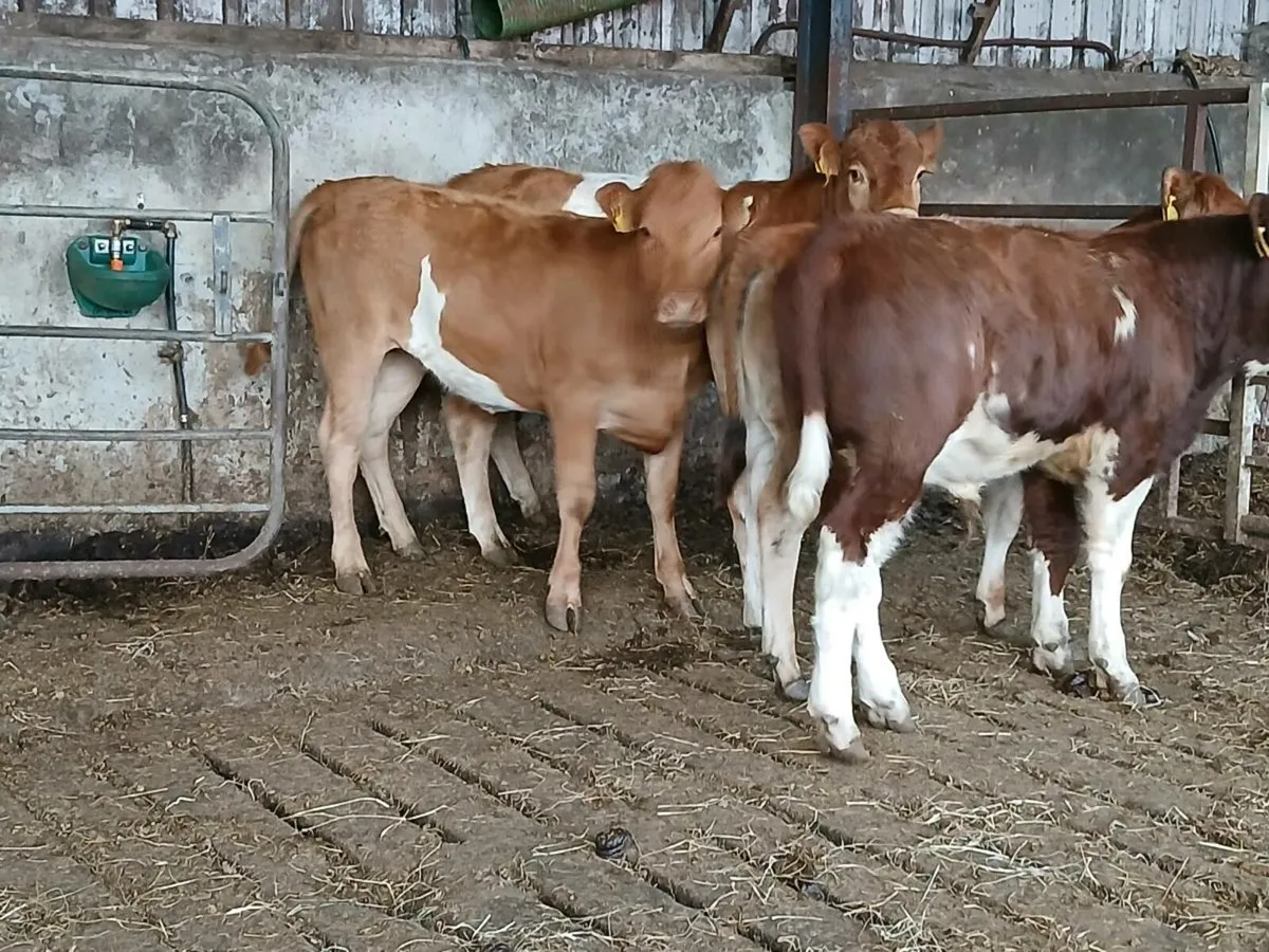 6 Super Limousin Weanlings - Image 1
