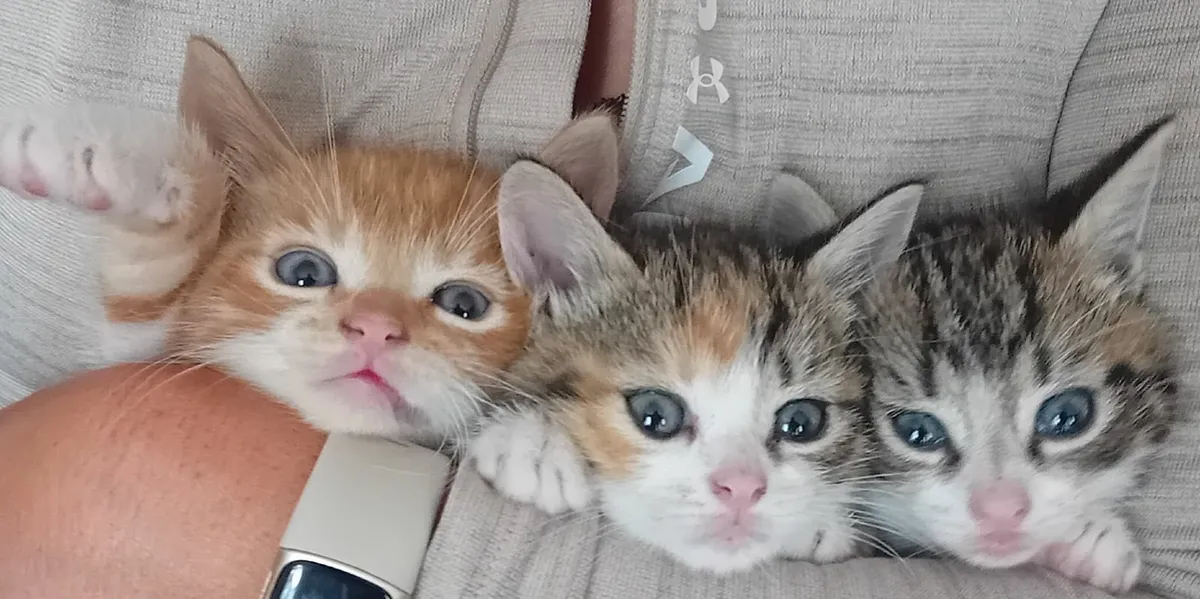Kittens - Image 1