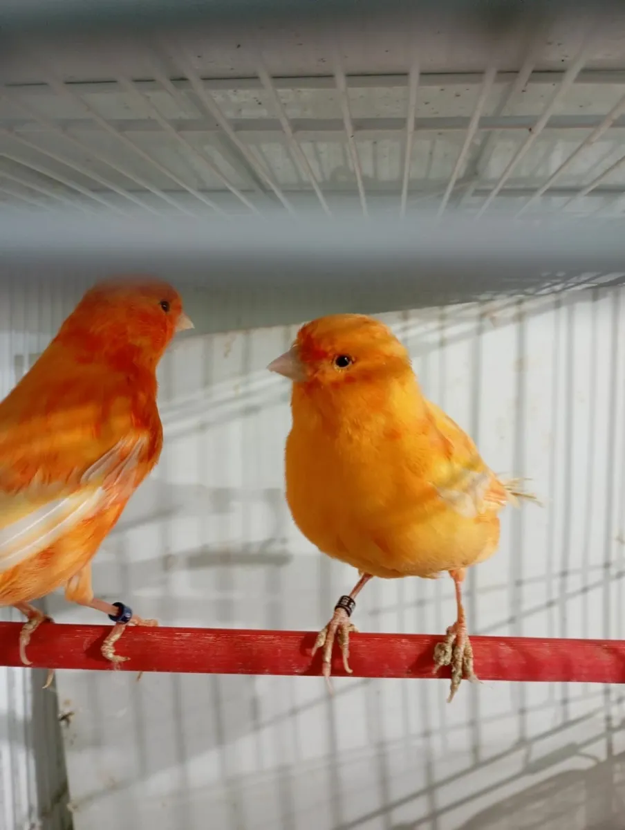 Canaries and Bourkes - Image 1