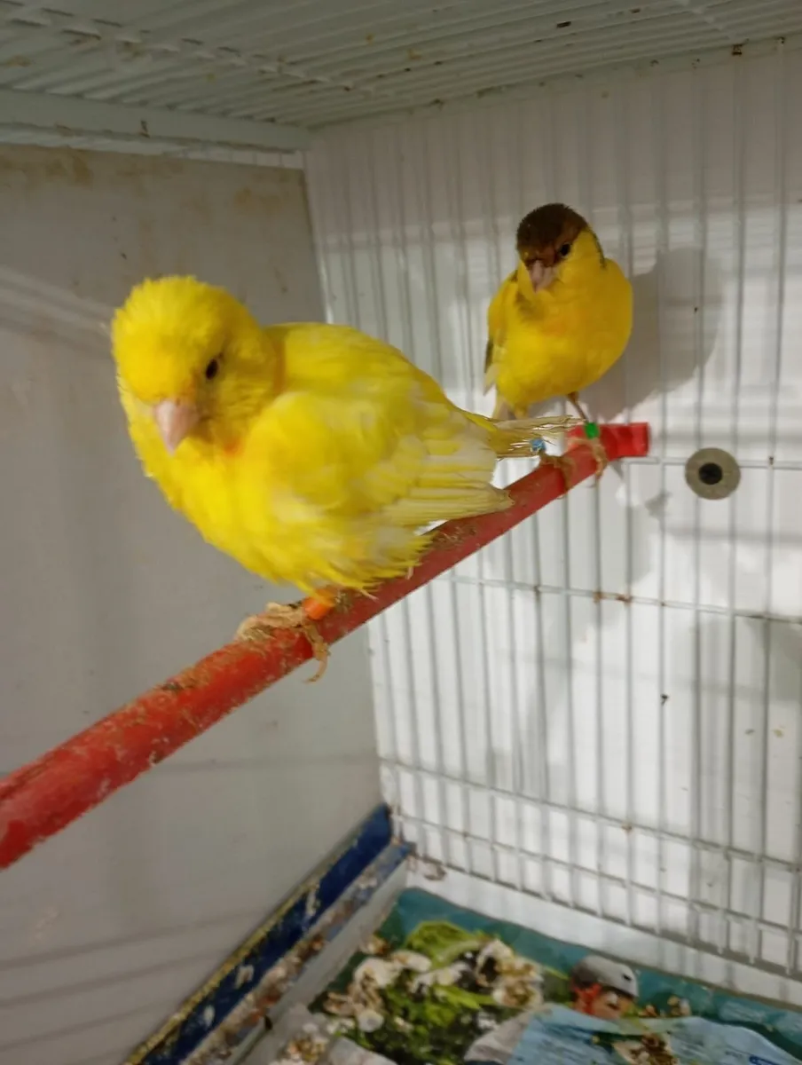 Canaries and Bourkes - Image 2