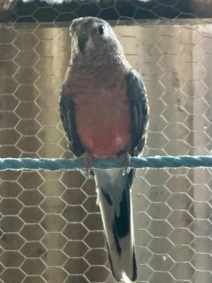 Canaries and Bourkes - Image 3