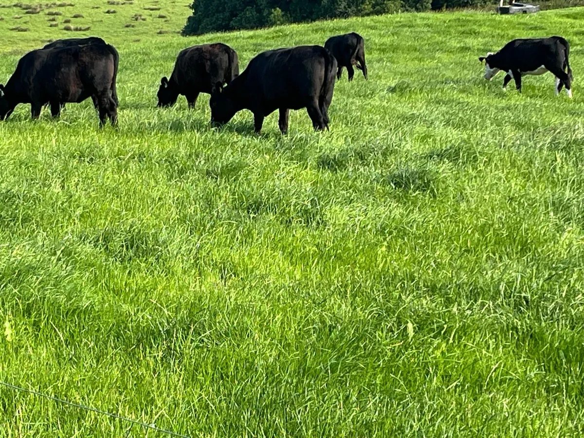 Heifers - Image 1
