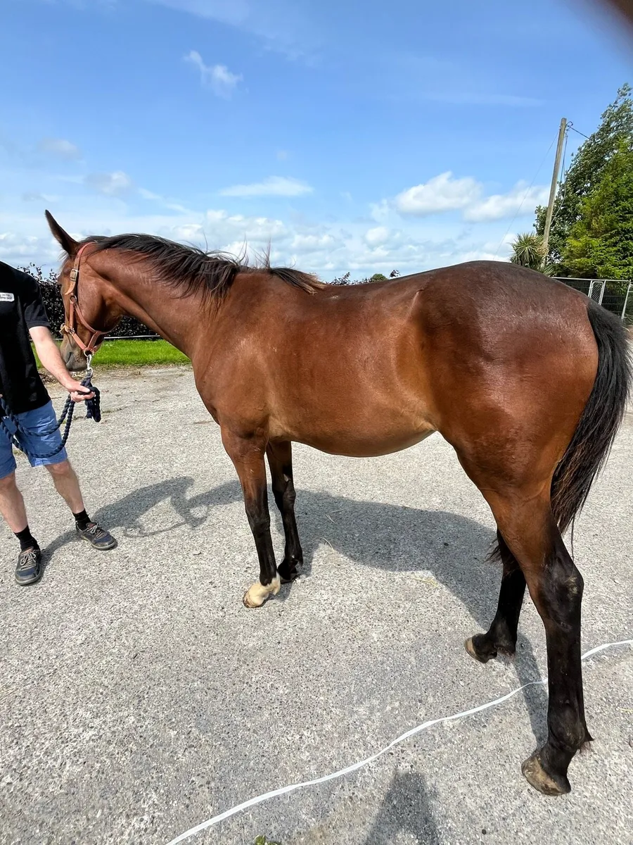 UDancer Hero Belgium sports horse filly - Image 1