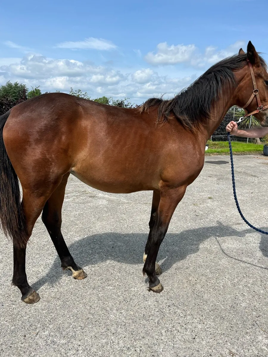 UDancer Hero Belgium sports horse filly - Image 2