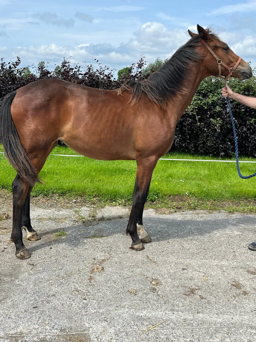 UDancer Hero Belgium sports horse filly - Image 3