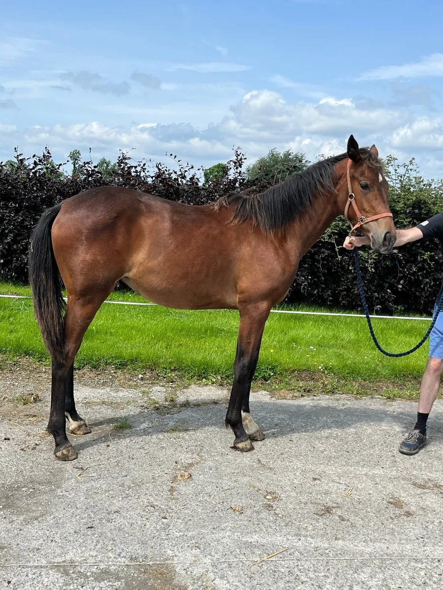 UDancer Hero Belgium sports horse filly - Image 4