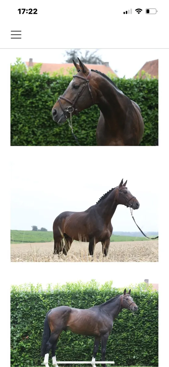 UDancer Hero yearling filly - Image 2