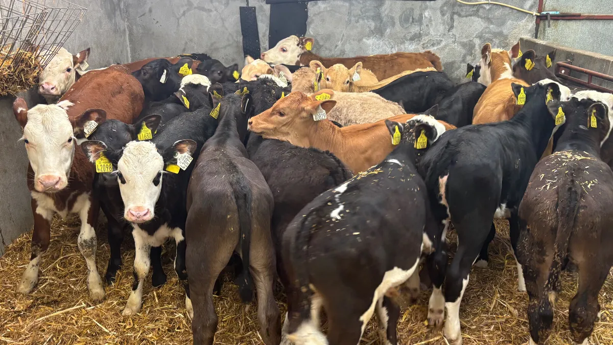⭐️ Top Quality Calves & Runners ⭐️ - Image 3