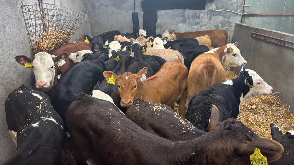 ⭐️ Top Quality Calves & Runners ⭐️ - Image 2