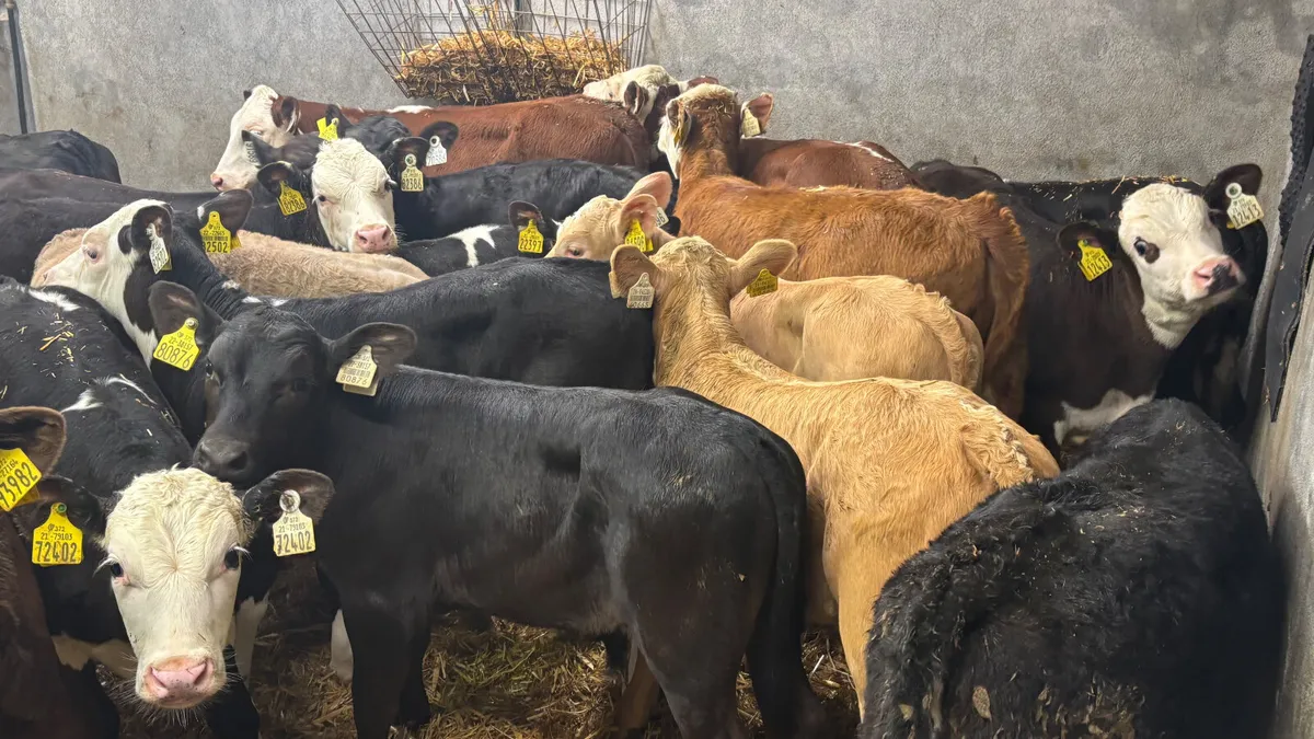 ⭐️ Top Quality Calves & Runners ⭐️ - Image 4