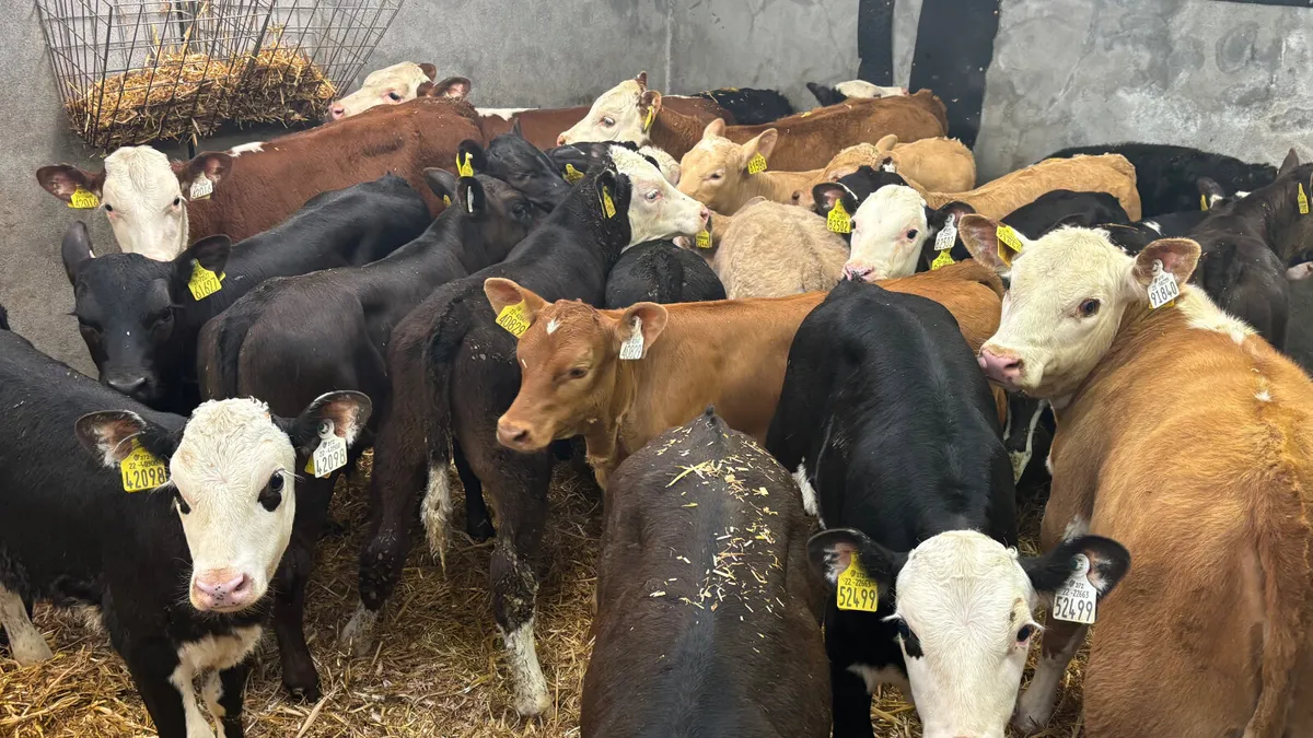 ⭐️ Top Quality Calves & Runners ⭐️ - Image 1