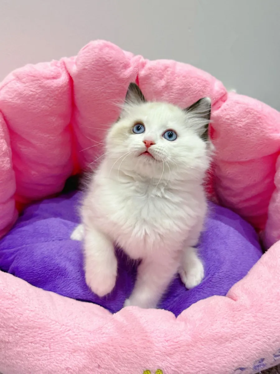 Male Ragdoll kitten TICA registered - Image 1