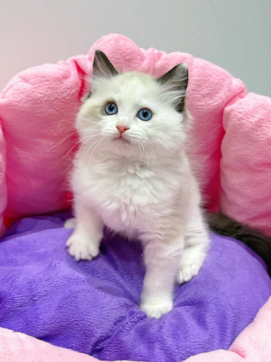 Male Ragdoll kitten TICA registered - Image 2