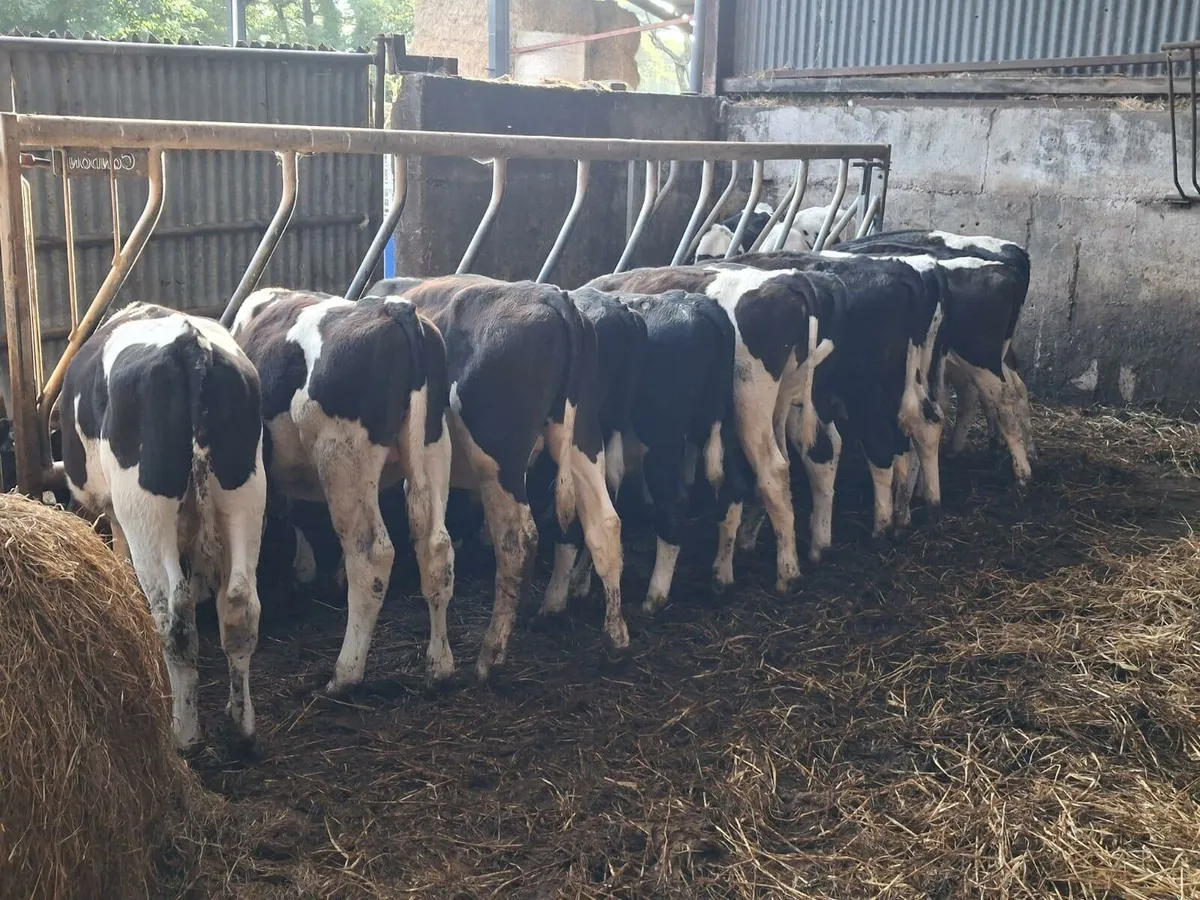 Calf & Runners Cork Marts Corrin Tuesday 11.30 - Image 1