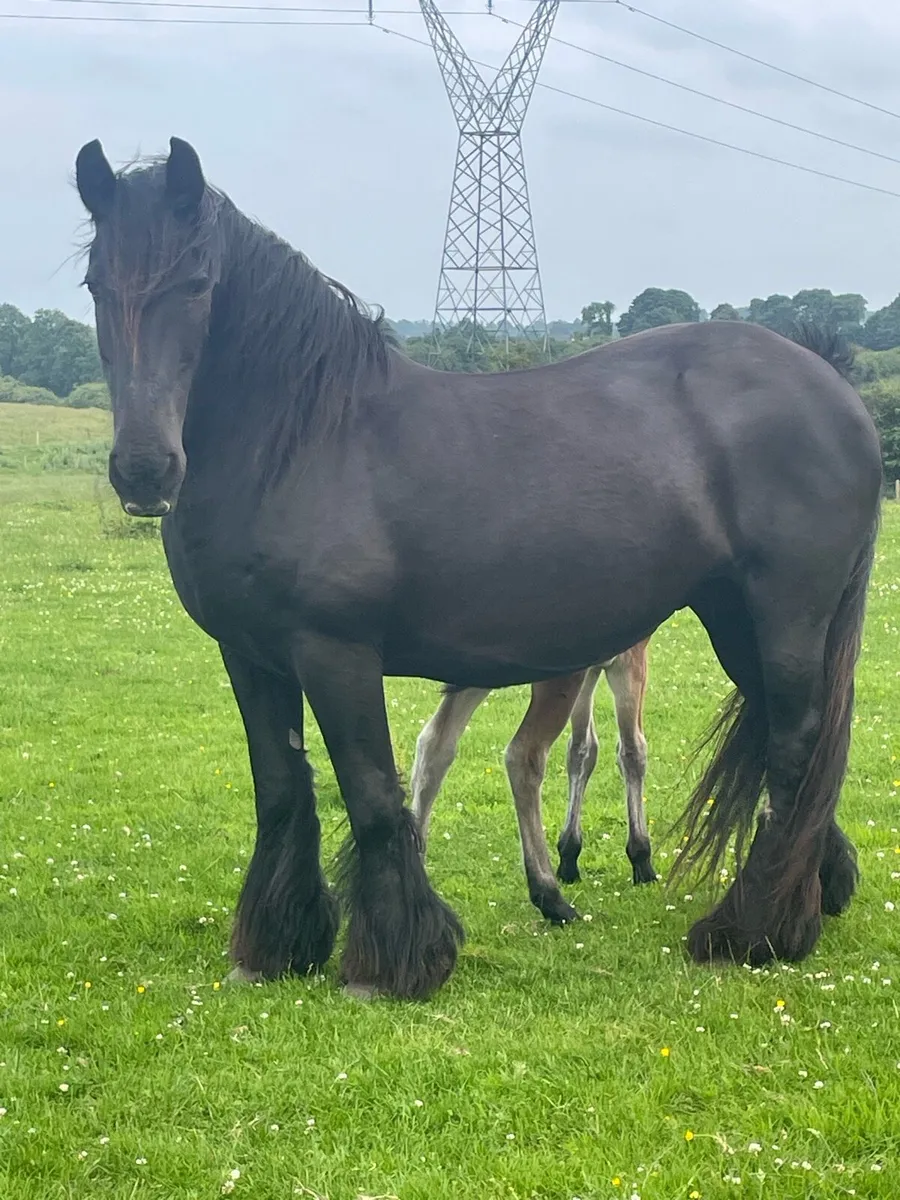Friesian mare and foal - Image 2