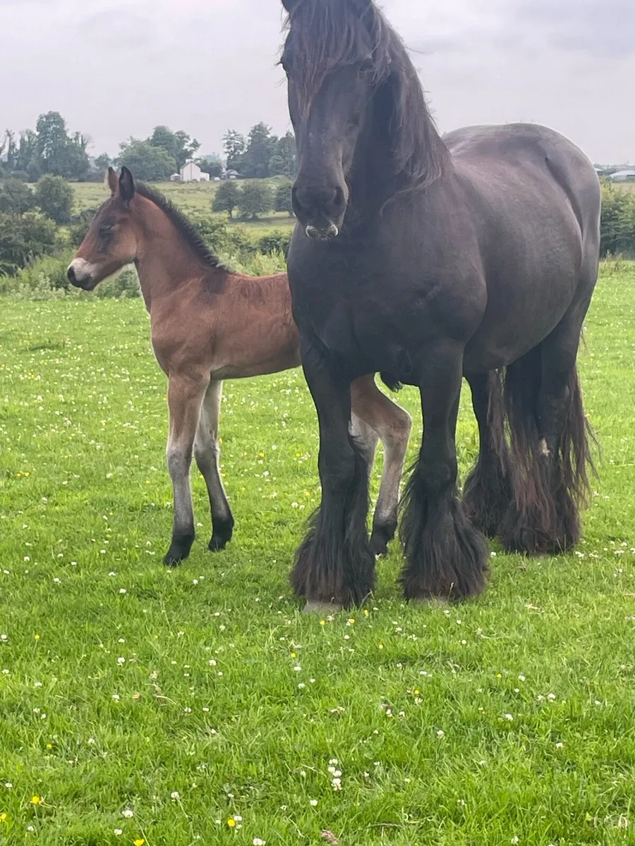 Friesian mare and foal - Image 3