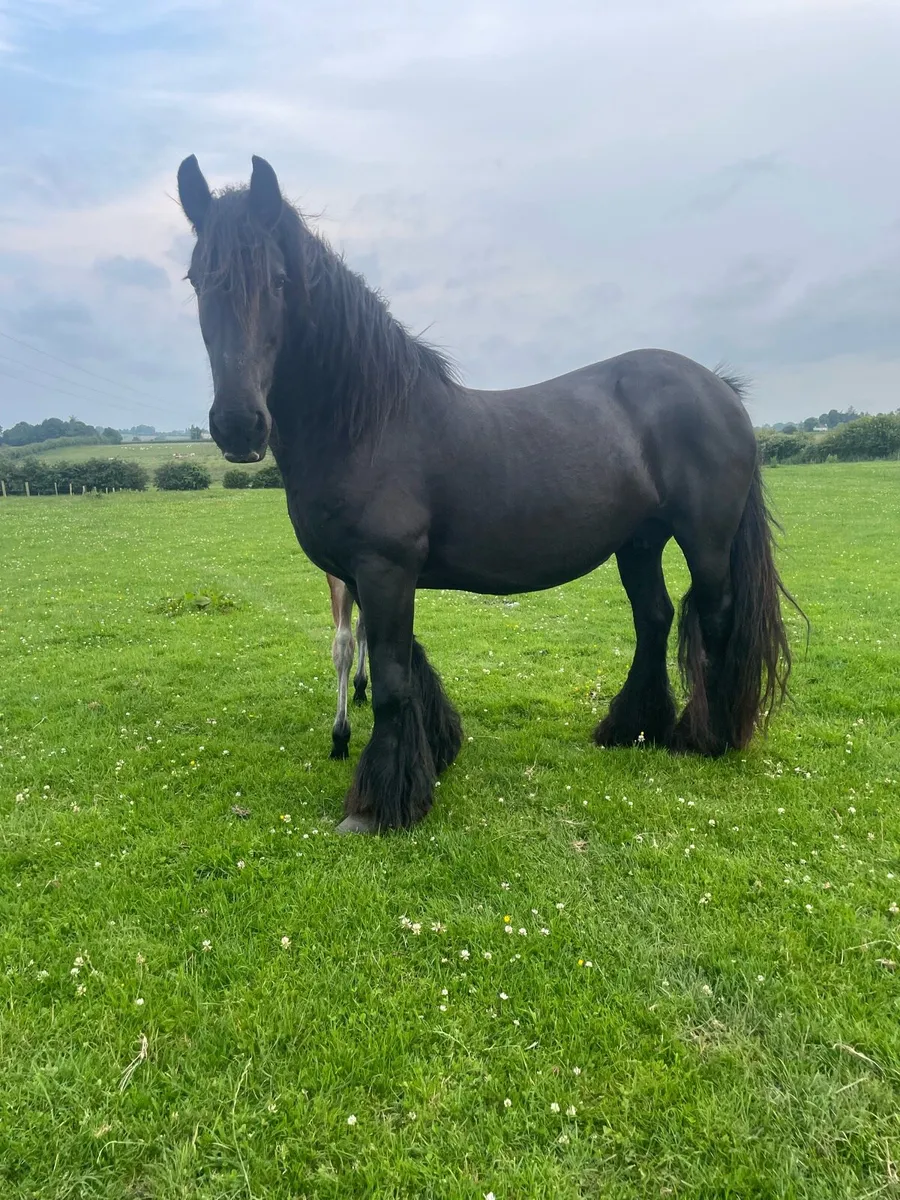 Friesian mare and foal - Image 4
