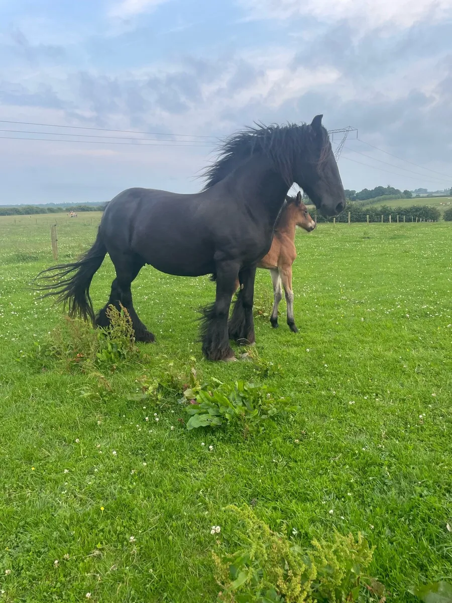 Friesian mare and foal - Image 1