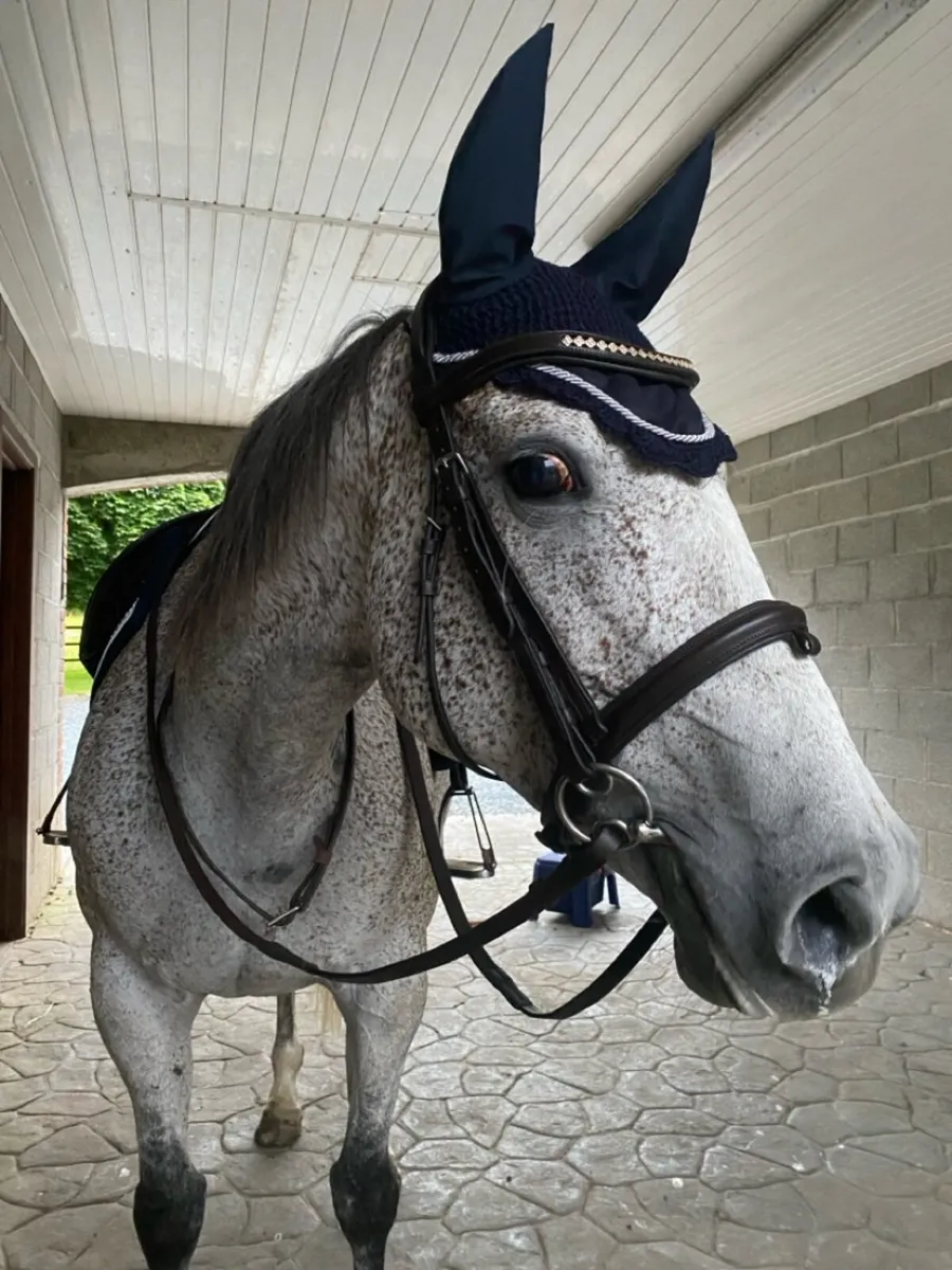 15.1 Grey Horse - Image 1