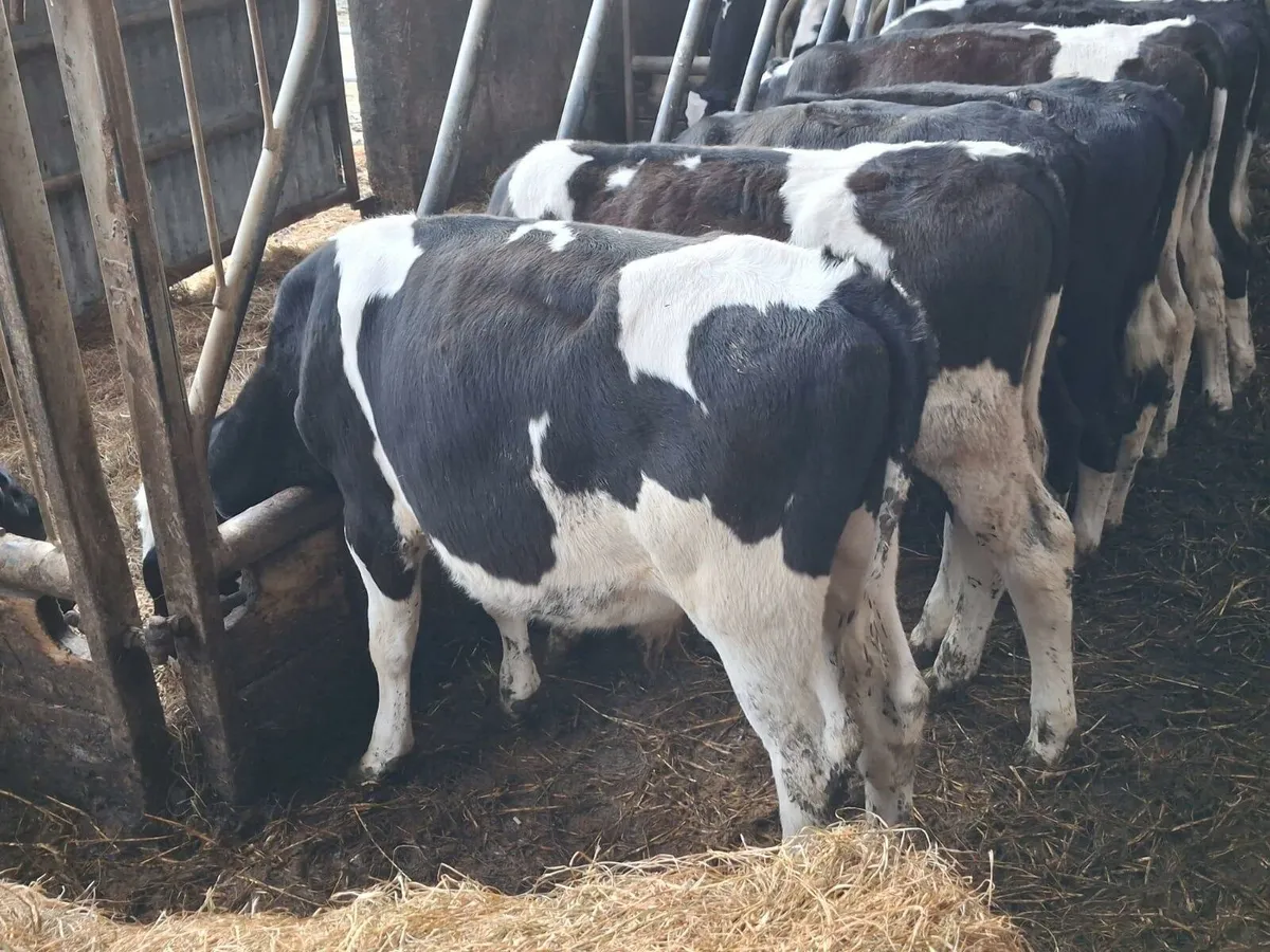 Calf & Runners Cork Marts Corrin Tuesday 11.30 - Image 2