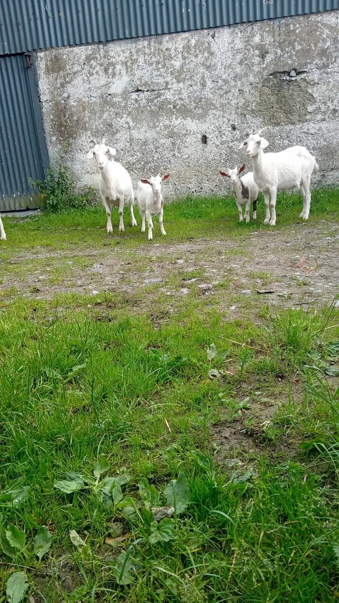 kid goats - Image 1